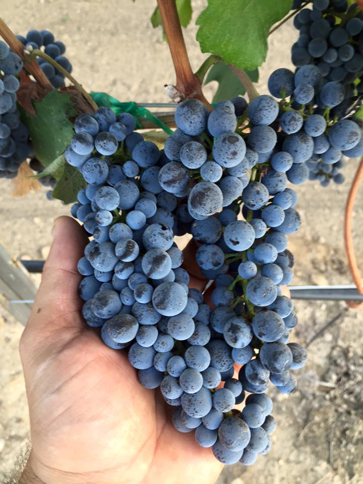 tranquil-heart-vineyard-teroldigo-grape